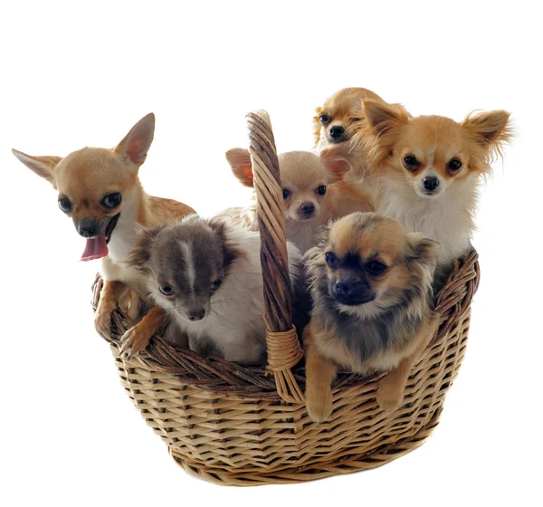 Chihuahuas en cesta — Foto de Stock