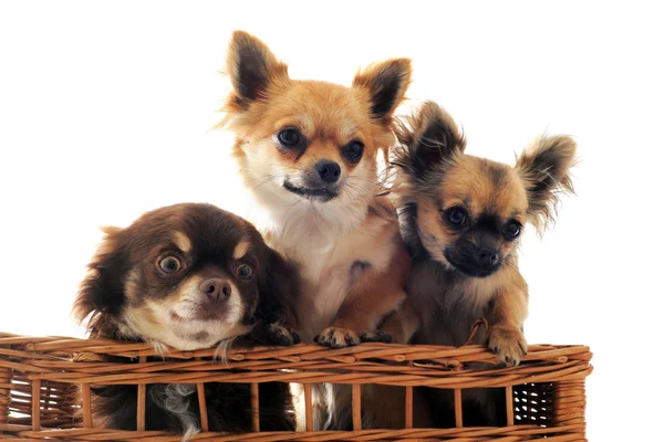 Tres chihuahua en una canasta — Foto de Stock