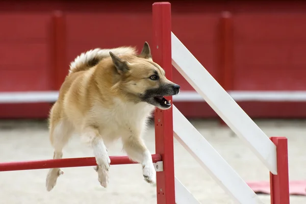 Islandský ovčák v agility — Stock fotografie