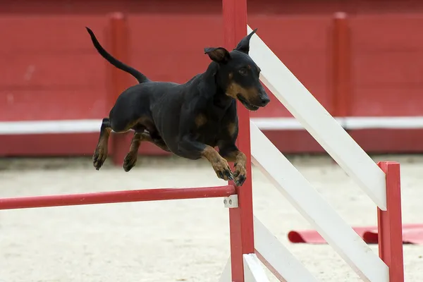 Manchester terrier w agility — Zdjęcie stockowe