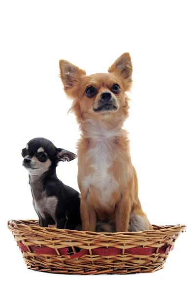 Welpe und erwachsener Chihuahua — Stockfoto