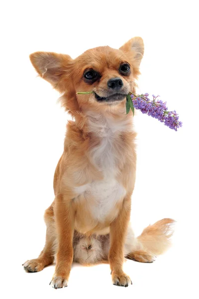 Chihuahua și floare — Fotografie, imagine de stoc