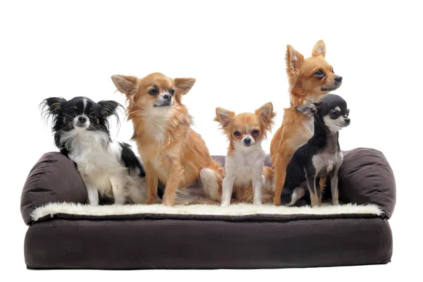 Chihuahuas auf dem Sofa — Stockfoto