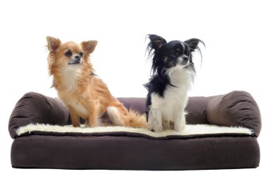 Chihuahuas Divan