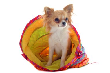 Chihuahua in a colorful bed clipart