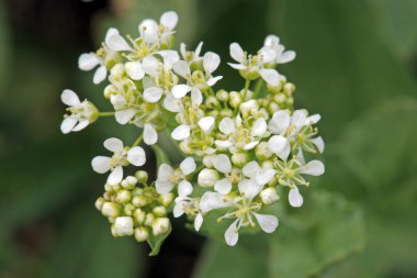 Whitetop or hoary cress clipart