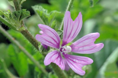 Malva sylvestris clipart