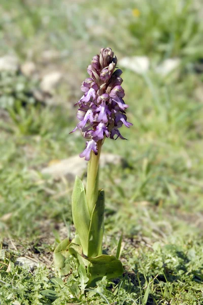 stock image Wild orchid