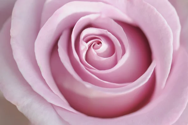 stock image Pink rose