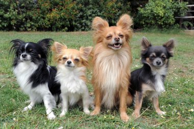 Four chihuahuas clipart