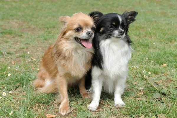 Dwie Chihuahua — Zdjęcie stockowe