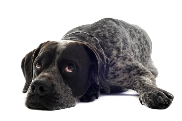 Tired shorthaired pointer — Stock Photo, Image