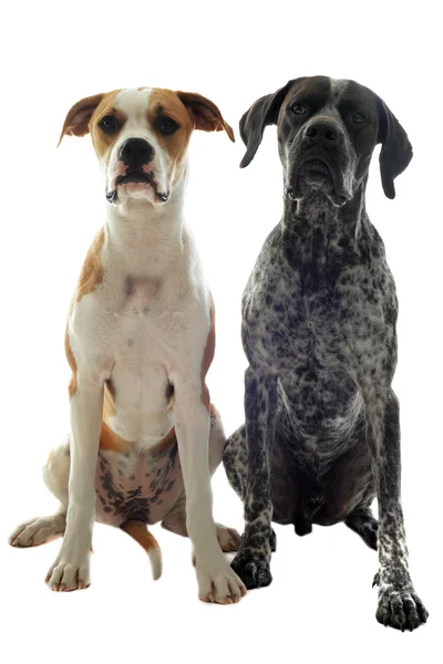 Alman shorthaired ibre ve Amerikan bulldog — Stockfoto