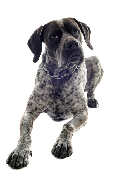 stock image German shorthaired pointer