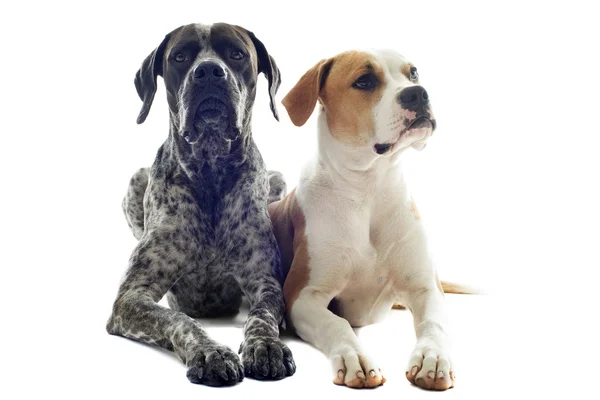 German shorthaired pointer and american bulldog Stock Image