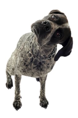 German shorthaired pointer clipart