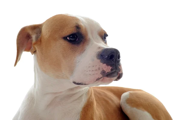 อเมริกัน bulldog — ภาพถ่ายสต็อก
