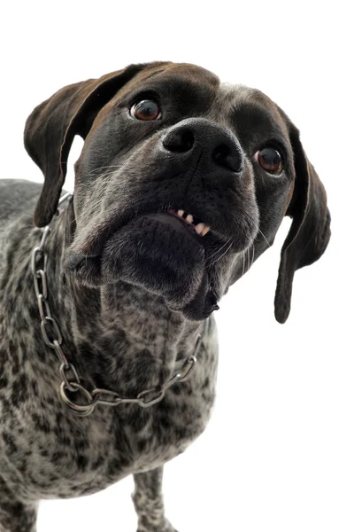 Aggressive dog — Stock Photo, Image
