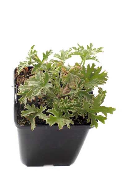 Pelargonium citronnellum — Fotografia de Stock