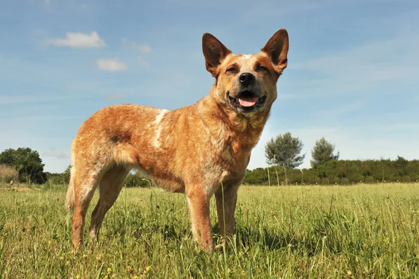 Ausztrál szarvasmarha dog — Stock Fotó