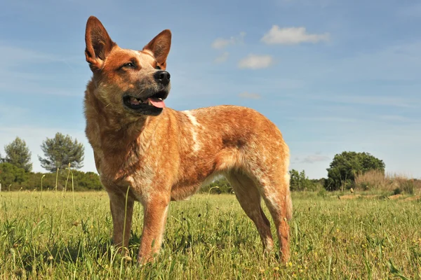 Australský honácký pes — Stock fotografie
