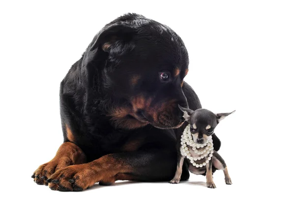 Chihuahua ve rottweiler — Stok fotoğraf