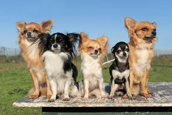 Fünf Chihuahuas — Stockfoto