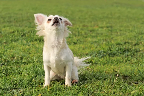 Chihuahua barking — Stok fotoğraf