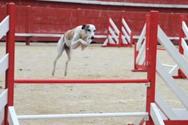 Jumping whippet clipart