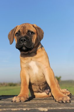 köpek bull mastiff