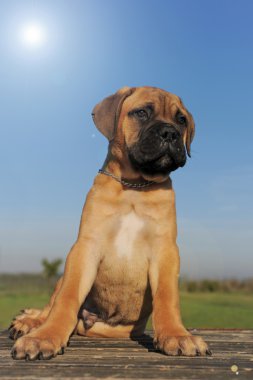 Puppy Bull Mastiff clipart