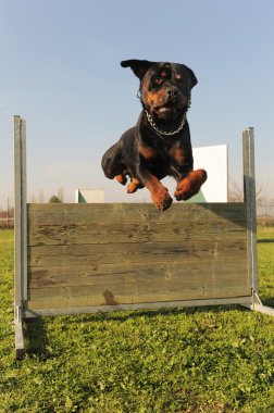 Rottweiler atlama