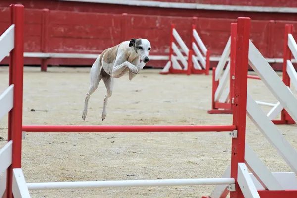Jumping whippet — Stock Photo, Image