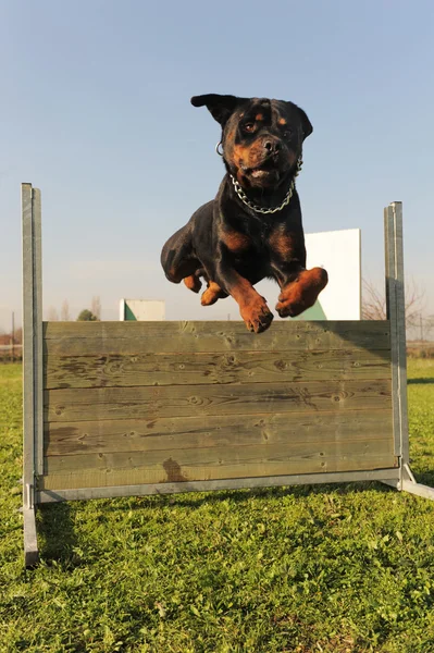Rottweiler atlama — Stok fotoğraf