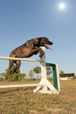 köpek sıçramak