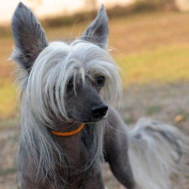 Chinese Crested Dog clipart