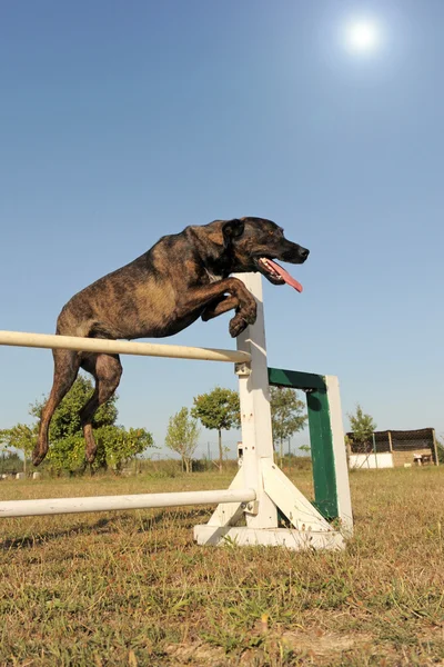 Hoppande hund — Stockfoto