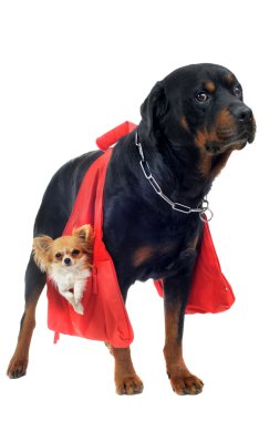 rottweiler bir chihuahua holding