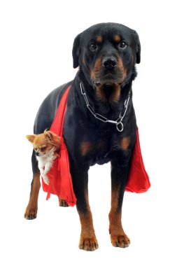 rottweiler bir chihuahua holding