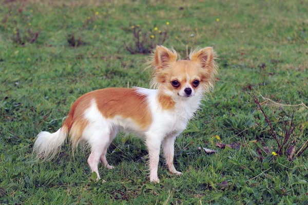 Filhote de cachorro Chihuahua — Fotografia de Stock