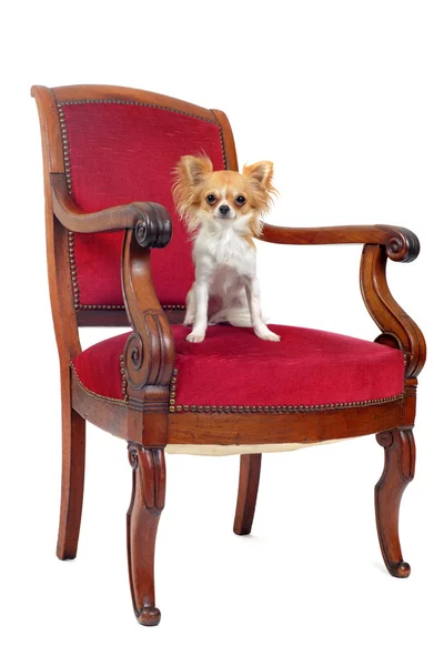 Cadeira antiga e chihuahua — Fotografia de Stock