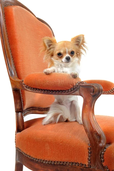 Chihuahua antika koltuk üzerinde — Stok fotoğraf