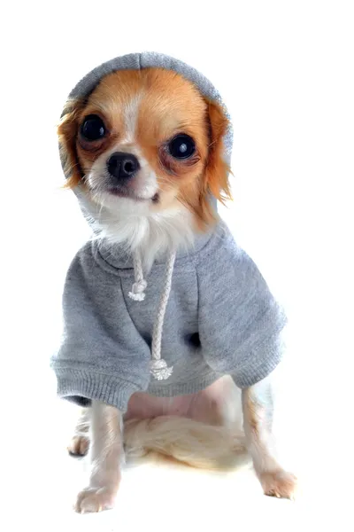 Chihuahua vestido — Fotografia de Stock
