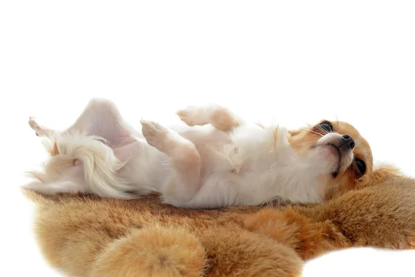 Chihuahua na futro — Zdjęcie stockowe