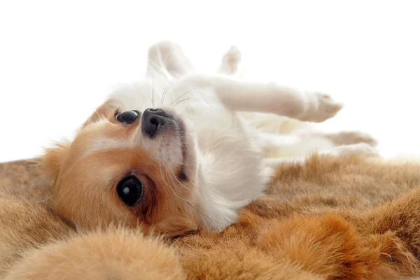 Welpe Chihuahua auf einem Fell — Stockfoto