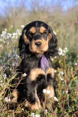 yavru cocker spaniel