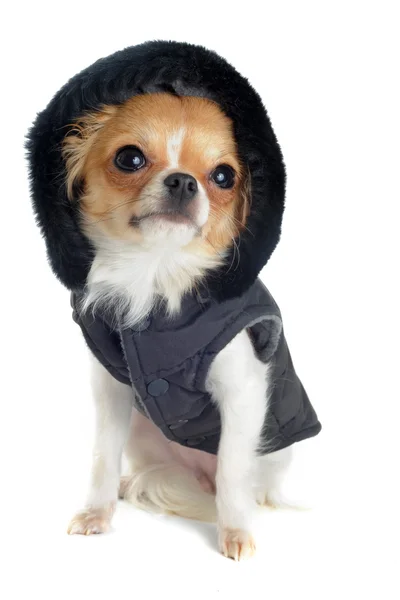 Chihuahua vestita — Foto Stock