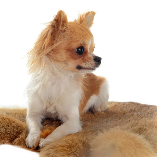 Chihuahua auf einem Pelz — Stockfoto