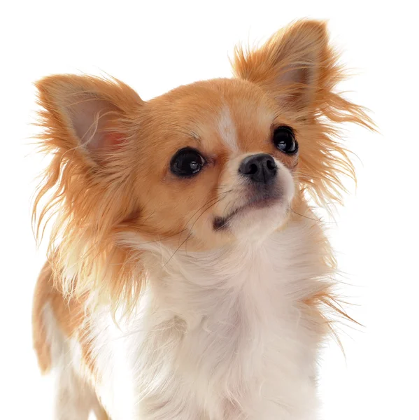 Chihuahua portréja — Stock Fotó
