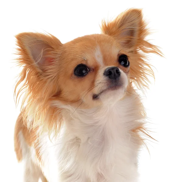 stock image Portrait of chihuahua